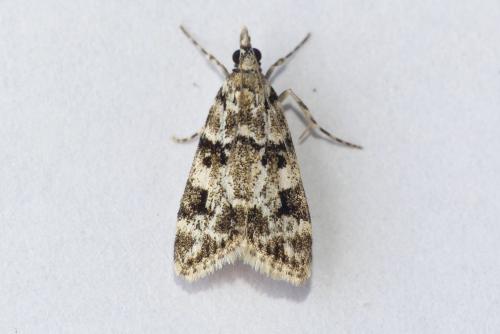 Eudonia delunella